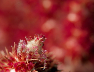 Soft coral crab by James Deverich 